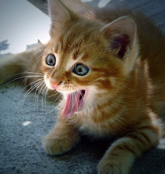 Кариночка Быкова