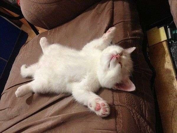 Микола Шуриберко