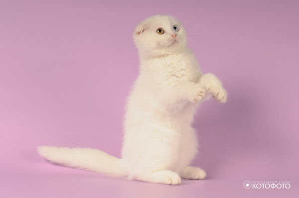 Светлана Шаламова