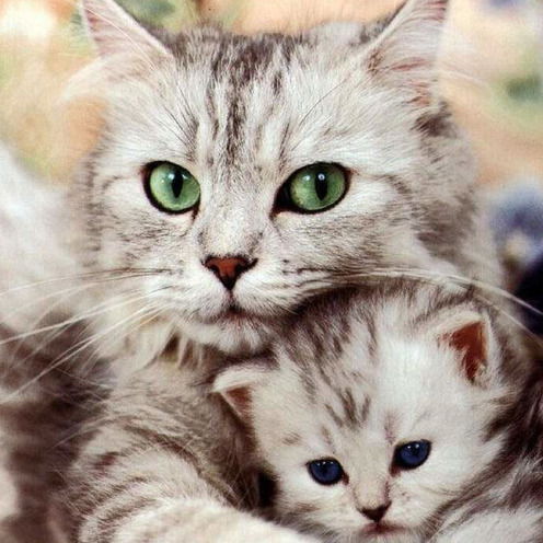 Полина Карповец