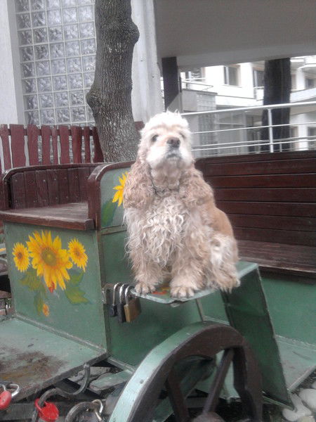 Вера Гудкова