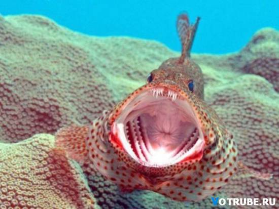 Игорь Наумов