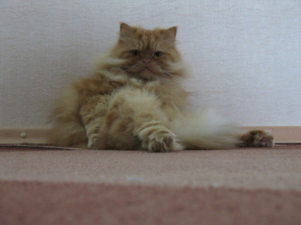 Света Вишнёвская