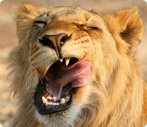 Николай Егорнов