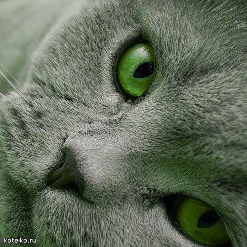 Наталья Астахова