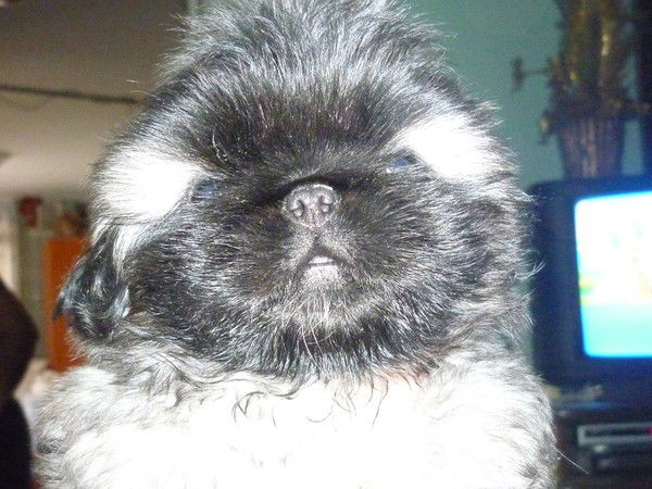 Ирина Багринцева