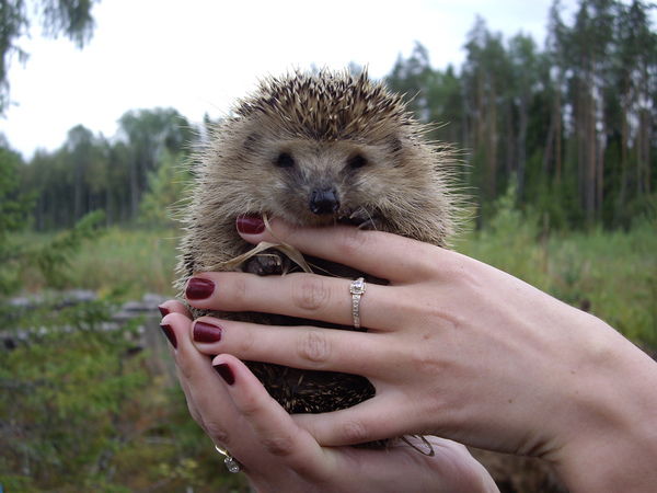 Василий Чернов