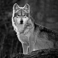 Александр Киреенко