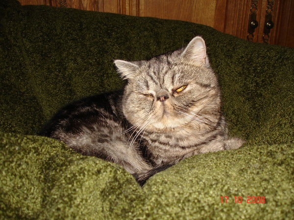 Александр Трихин