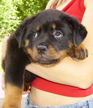 Гранда Ротэрваль Экстра