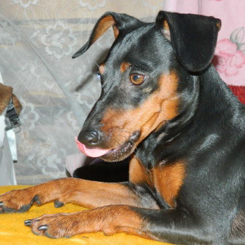 Светлана Клевцова