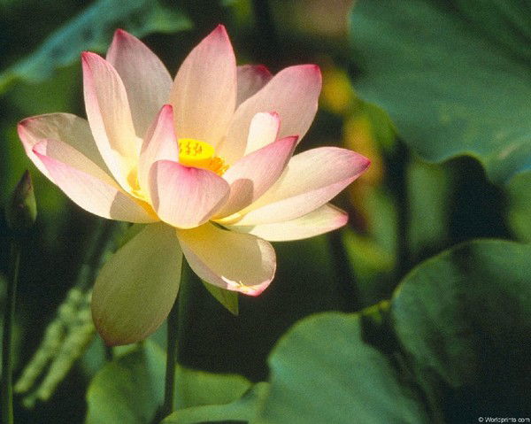 Оксана Александровна