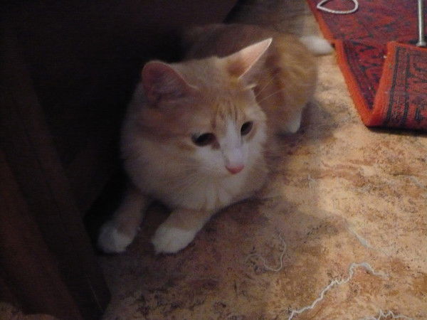 Алексей Кретов