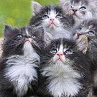 Роман Марукин