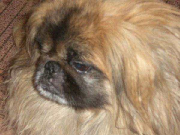 Надежда Ступницкая