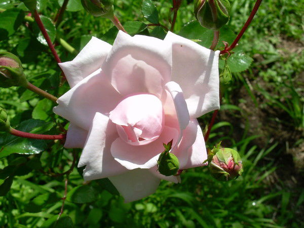 Наталья Карпенко