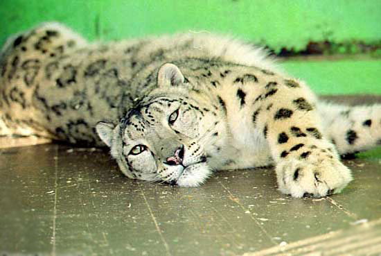 Тимур Карбаев