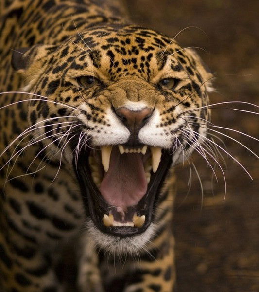 Дмитрий Ерохов