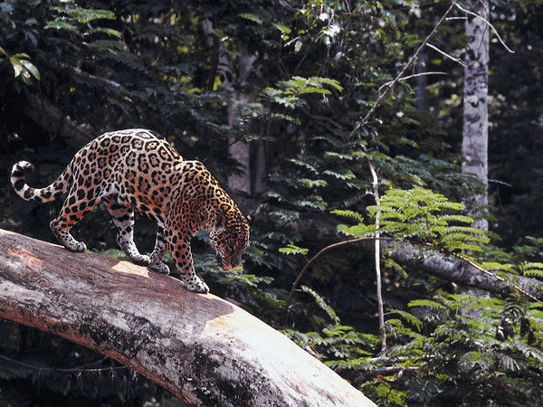 Кайрат Кадырбаев