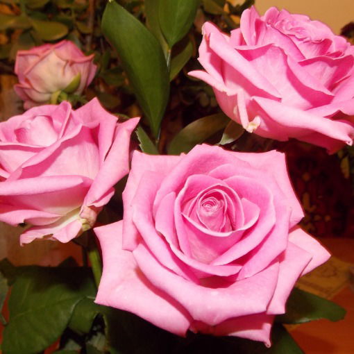 Ольга Попова