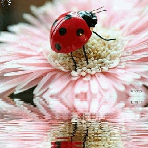 Галина Садовникова