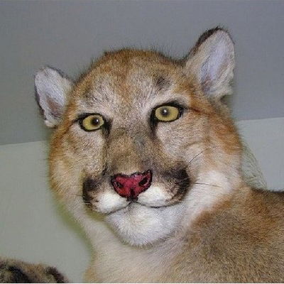 Аян Ильясов