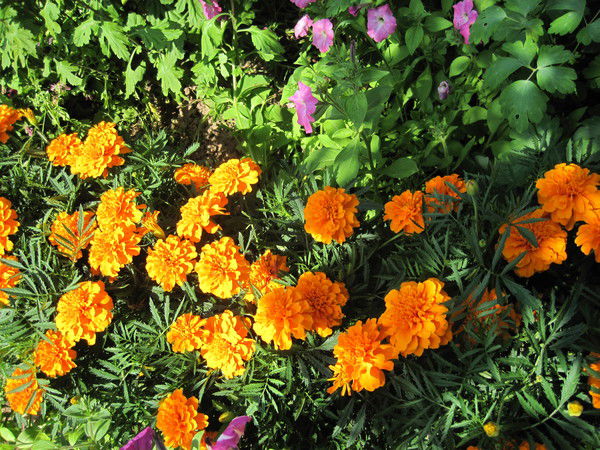 Ольга Зорина