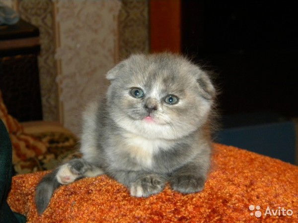 Cаша Прохорова