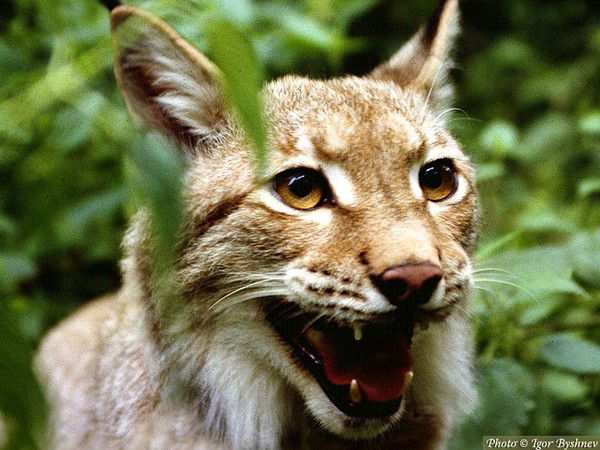 Юра Родыгин