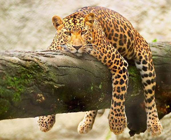 Михаил Алексеевич