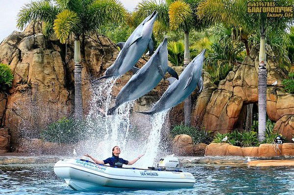 Лилия Лилия