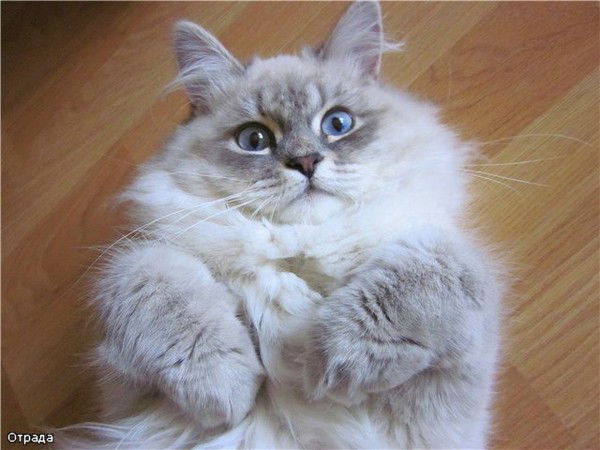 Марина Лобанова