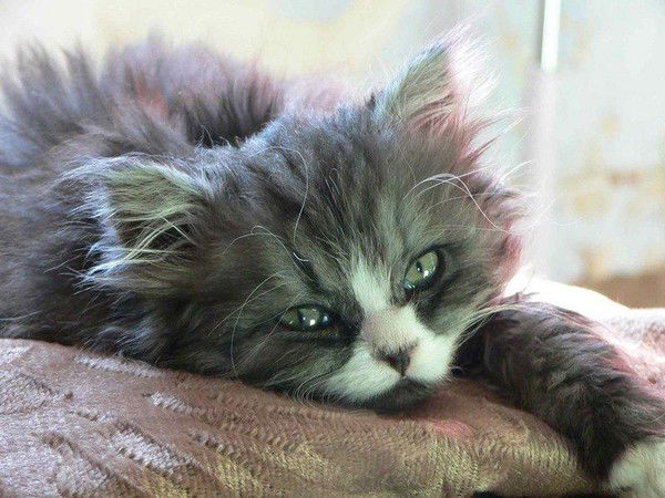 Гузелия Фазылбакова