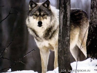 Нагаев Виктор