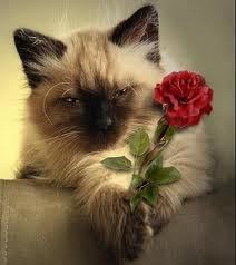 Даша Бонина