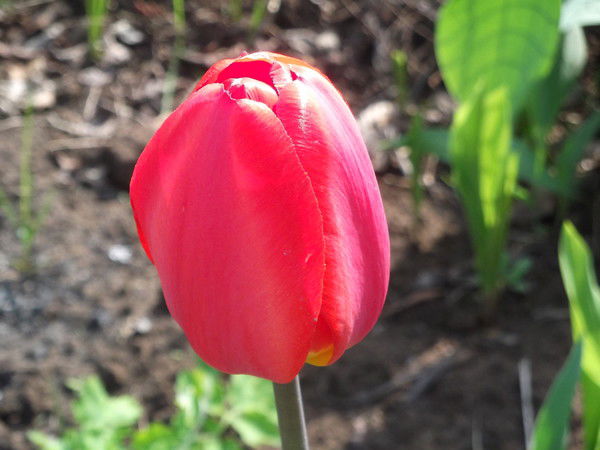 Малыгина Ильсеяр