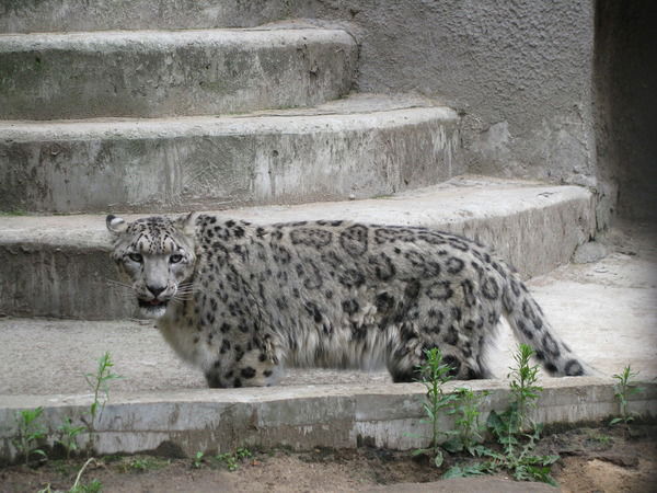 Александр Балаев