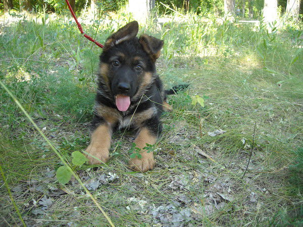 Сергей Уразов