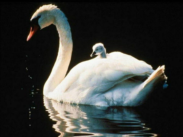 Элла Грошева