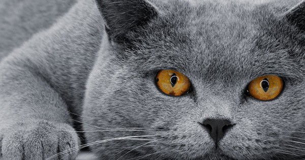 Олег Куликов