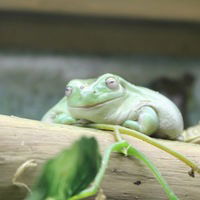 Гузель Герасева