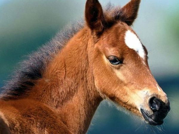 Гульнара Каримова