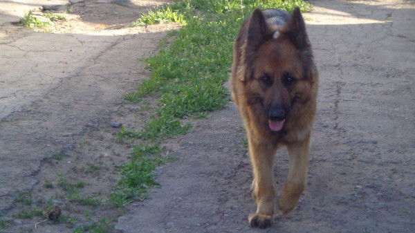 Елена Кобякова