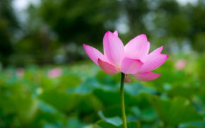 Евгения Писарева