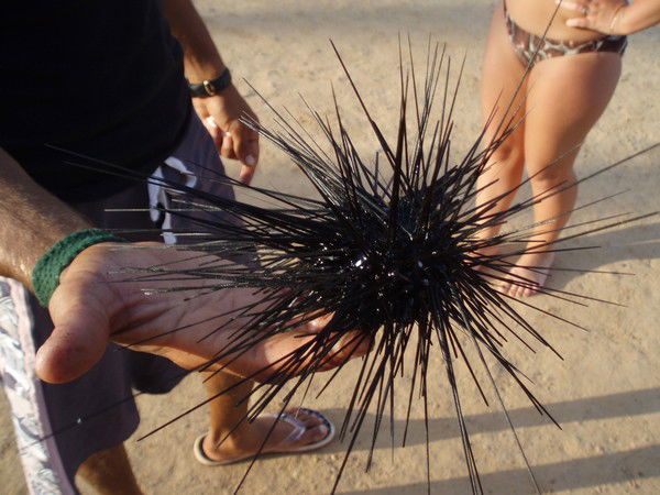 Джамаль Хаммуди