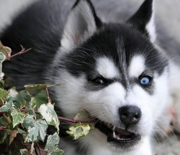 Дмитрий Елисеев