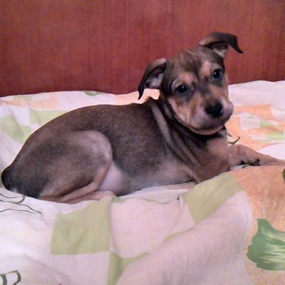 Влад Шагандин