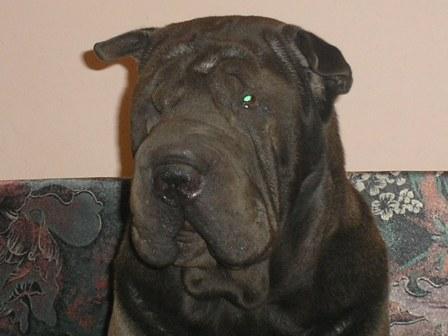 Николай Бойко