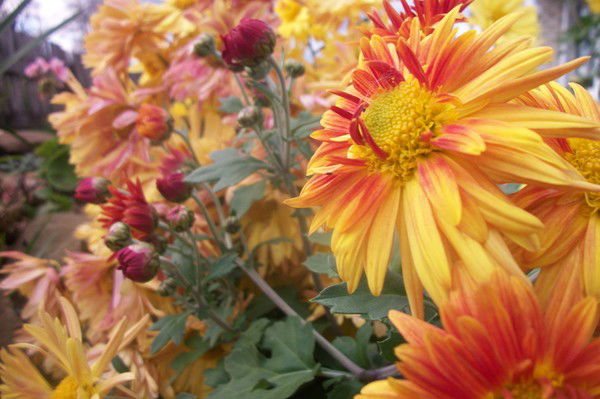 Рузалия Галеева