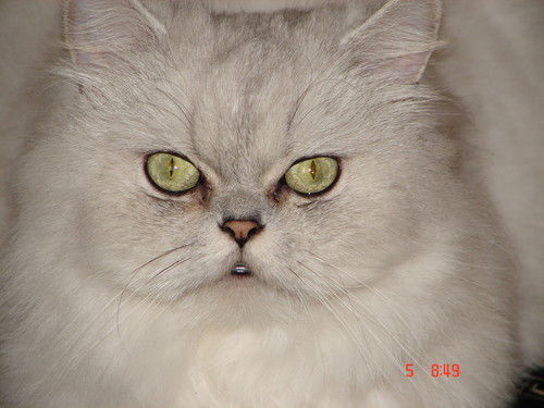 Анна Кавазиди